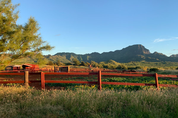CJM Country Stables Kauai